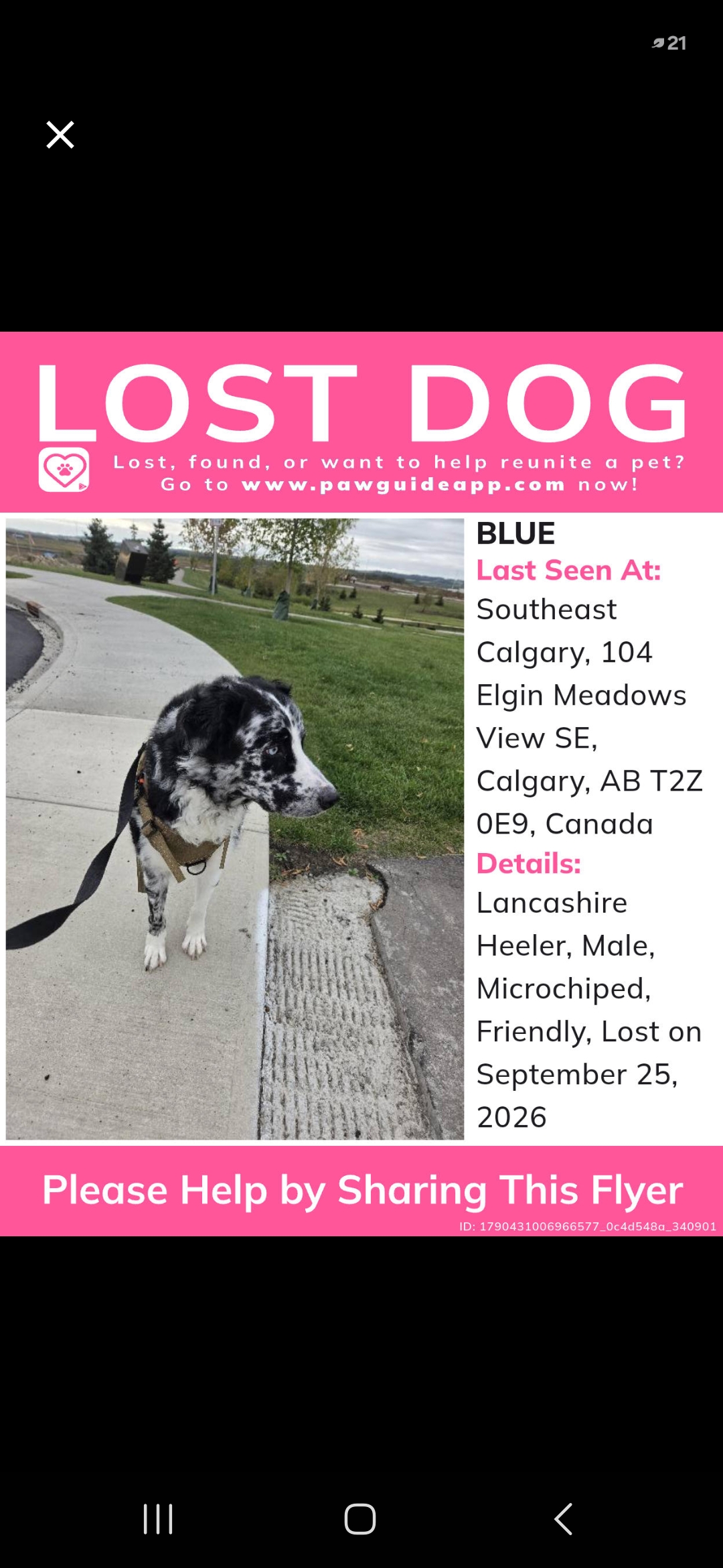 Lost dog Blue in Calgary